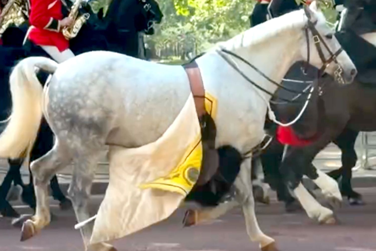 Riderless Horse Steals the Spotlight at Royal Inspection Days Before State Opening