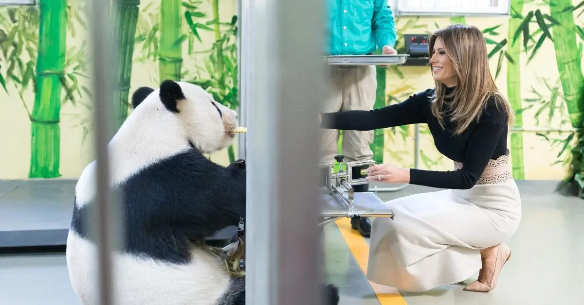 Melania's Great Wall Wardrobe Resurfaces — Flats, Pandas and a State-Dinner Surprise