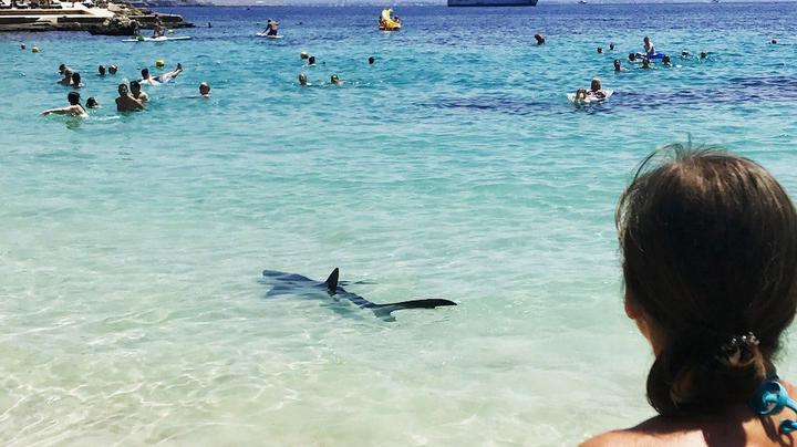 Hai auf den Balearen! Mallorca und Menorca alarmiert - Strand musste für Badegäste gesperrt werden