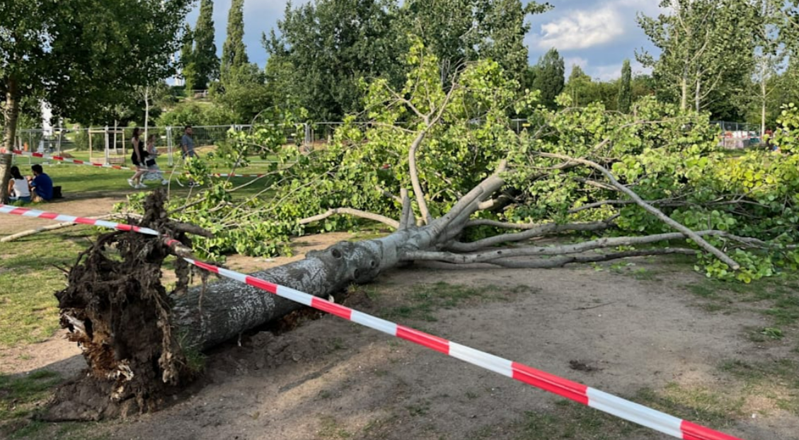 Frau vom Baum erschlagen! Sturmböen entwurzeln Baum – Frau stirbt beim Rauchen!